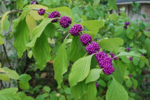 Purple bloom plant