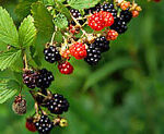 black ad red berries