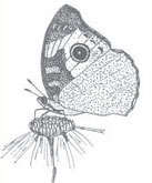 drawing of butterfly
