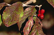 leaves with red berries