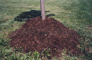 mulch piled around base of a small tree