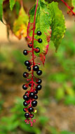 Berries on a limb