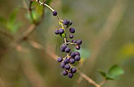 Small purple fruits