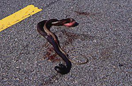dead snake in roadway