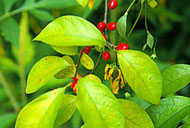 green leaves with red berries