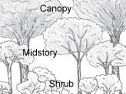 drawing showing canopy, midstory and shrub plantings